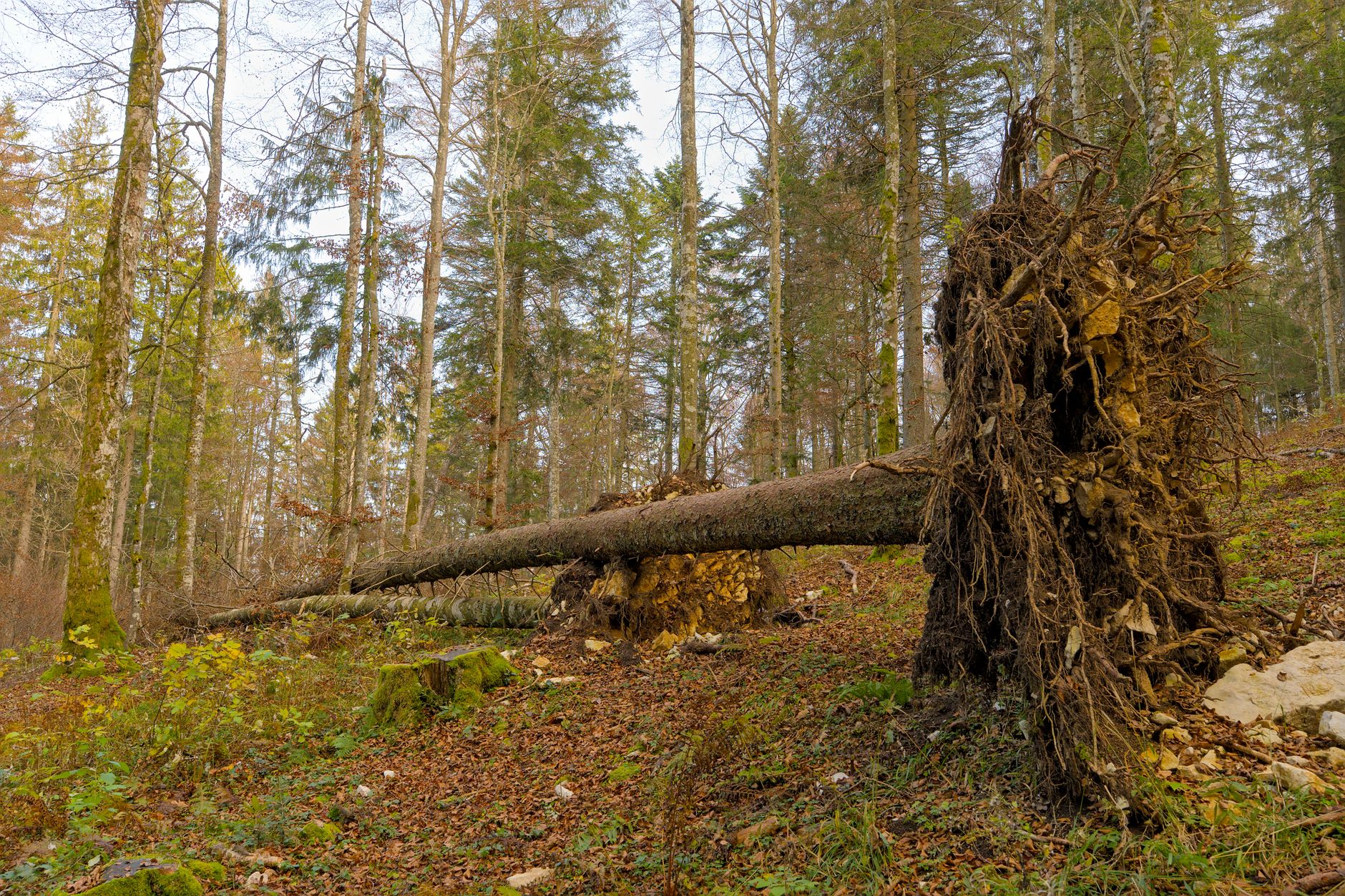Enlèvement arbre urgence équipe à Haguenau